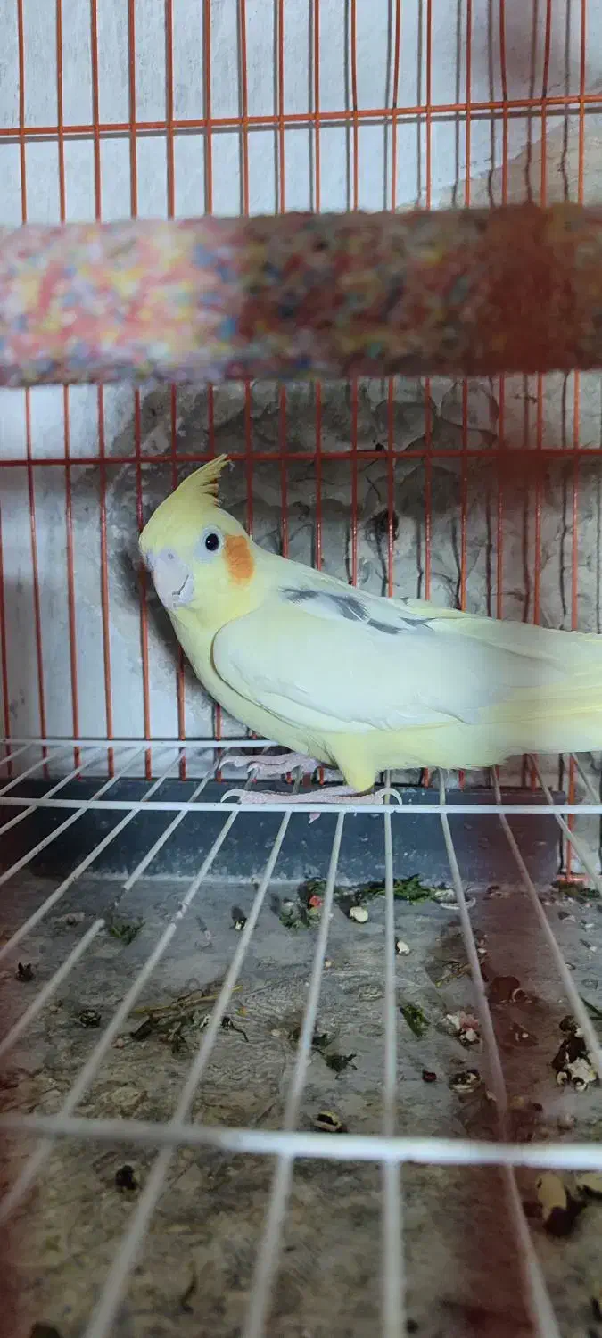 عروس هلندی آلبینو مهر.. لوتینو تک خال زعفرونی ماده|پرنده|تایباد, |دیوار