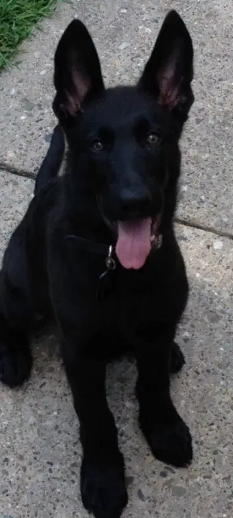 توله ژرمن بلک|سگ|بوشهر, |دیوار