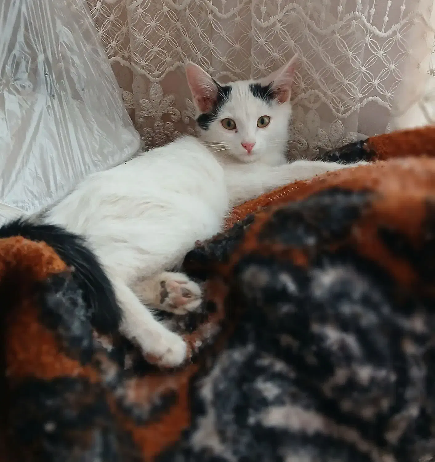 بچه گربه خانگی سالم|گربه|اشکذر, |دیوار