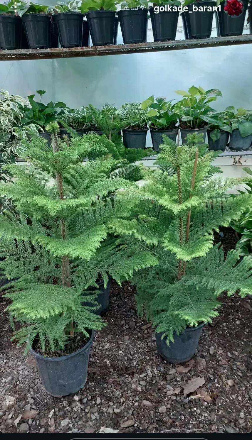 گل عمده و تکی /گل طبیعی /گل اپارتمانی حیاطی|گل و گیاه طبیعی|رشت, گلسار|دیوار