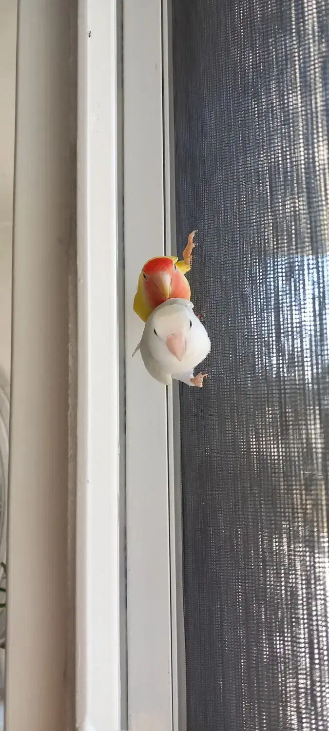 طوطی برزیلی گم شده|حیوانات|مرودشت, علی‌آباد‎|دیوار