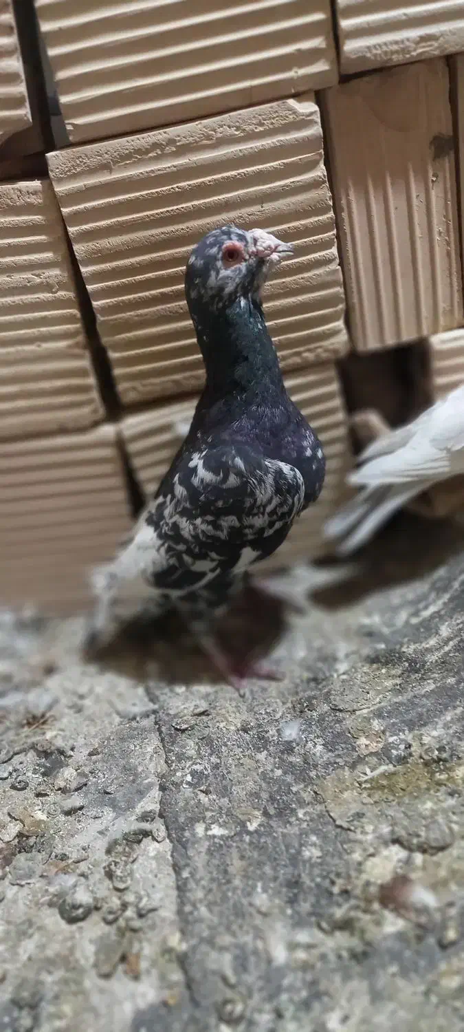 کفتر|پرنده|بردسکن, |دیوار