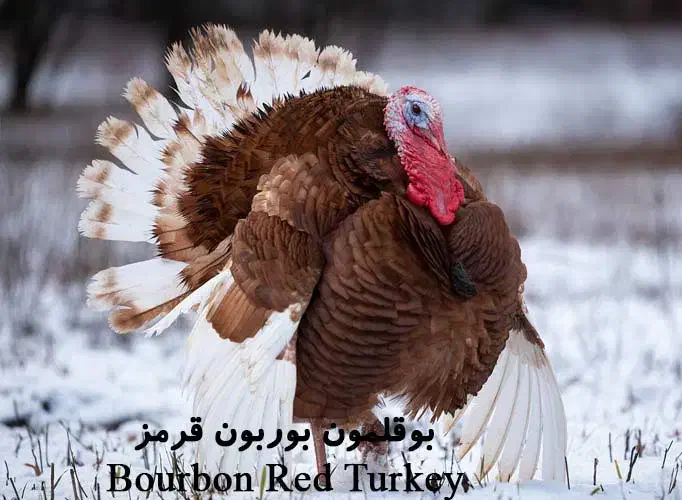 بوقلمون باگوشت لذیذ محلی شب یلدا|حیوانات مزرعه|صحنه, |دیوار