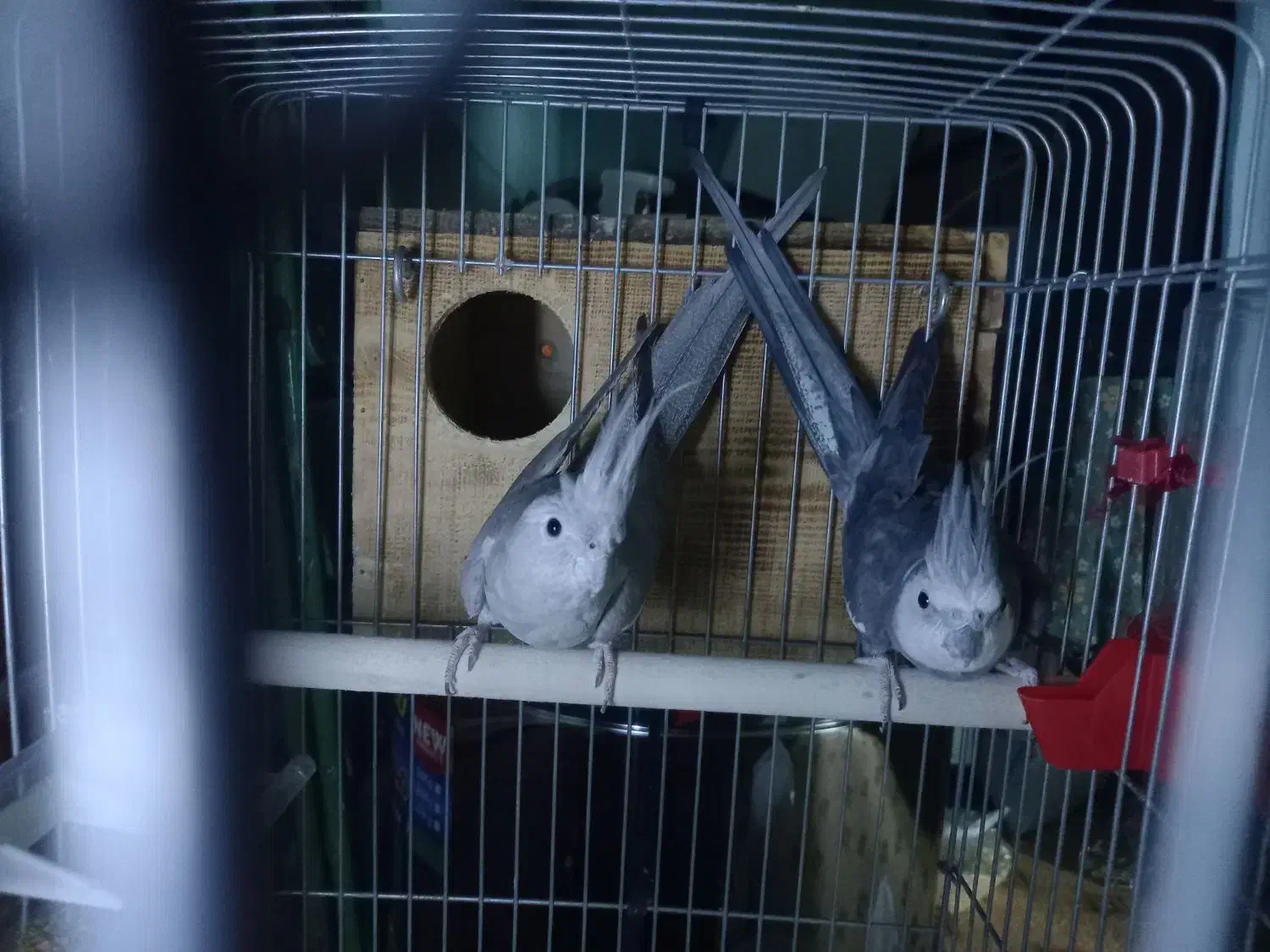 جفت عروس هلندی|پرنده|چاه مبارک, |دیوار