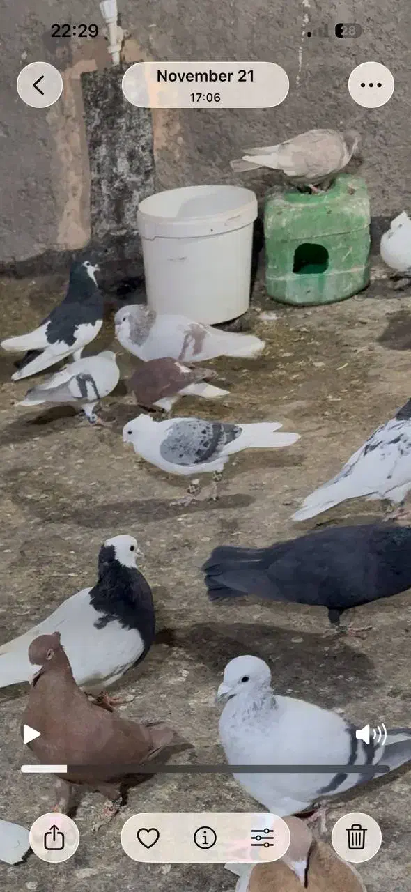 آیدی سرخ گم شده لطفا هر کی گرفته زنگ بزنه|حیوانات|نیشابور, شهرک بهارستان|دیوار