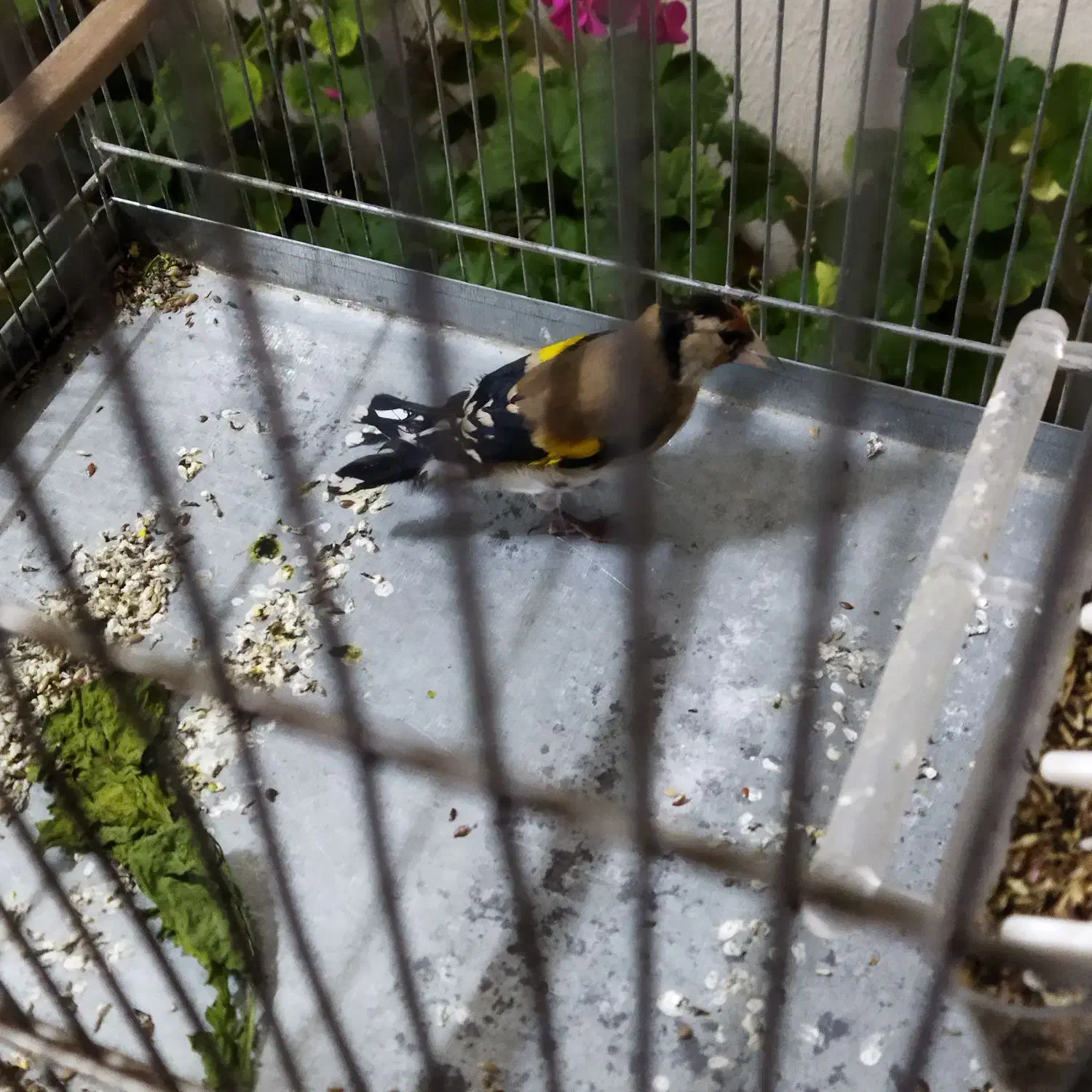 سهره نر|پرنده|قزوین, |دیوار