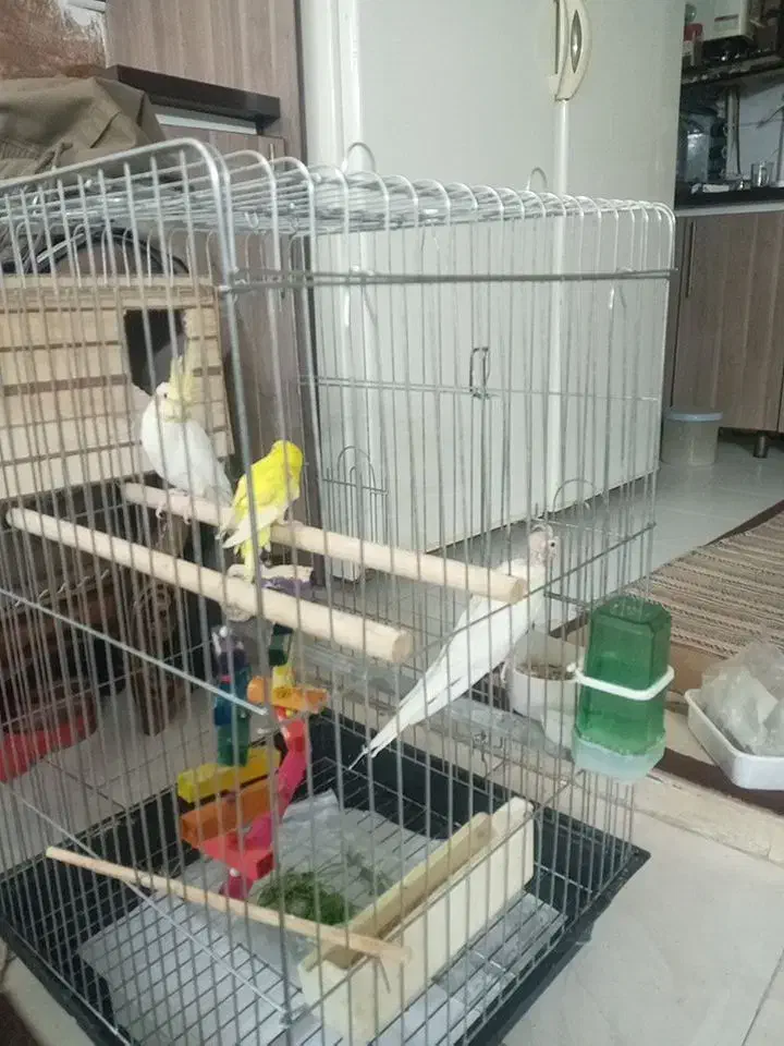 یه جفت عروس هلندی لوتینو چشم شرابی|پرنده|کرج, حصارک بالا|دیوار