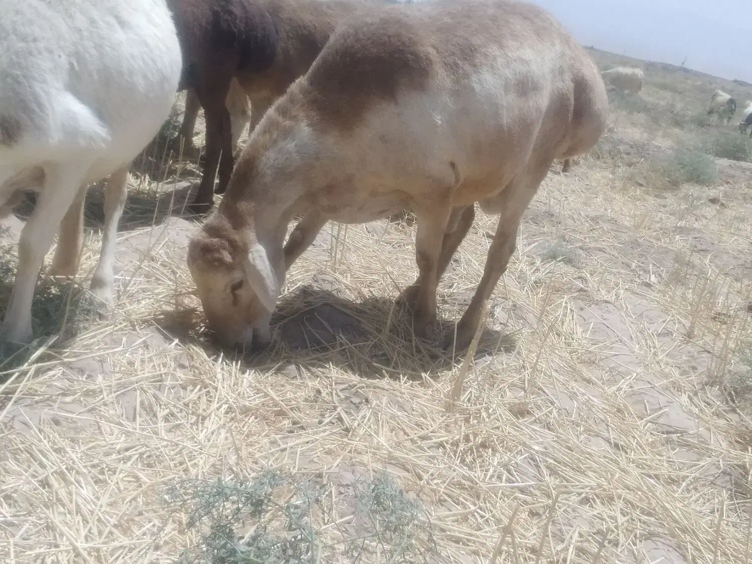 قوچ|حیوانات مزرعه|زیرکوه, |دیوار