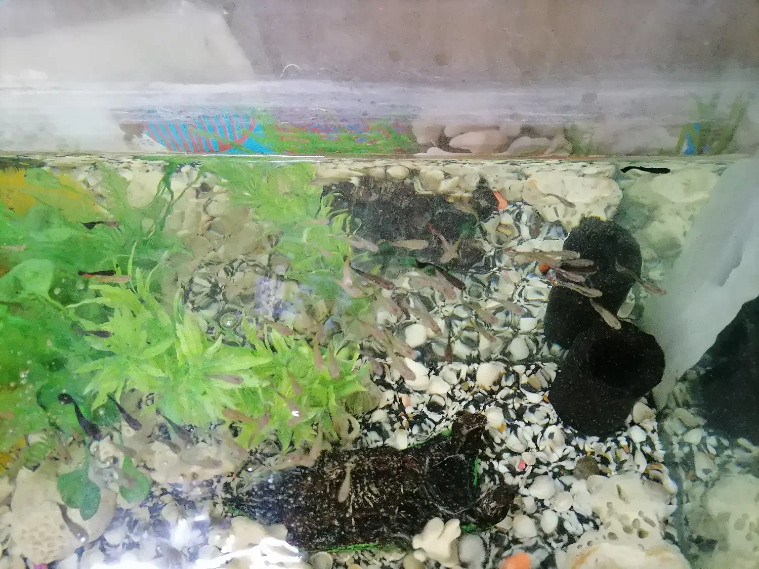 اکواریوم با ماهی|ماهی|اردبیل, |دیوار