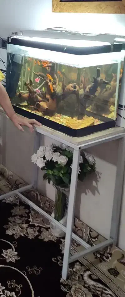 اکواریوم شیشه خم با چهار پایش|ماهی|مشهد, خرم آباد|دیوار