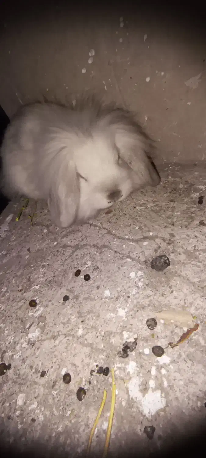 نژاد اصل|موش و خرگوش|اهر, |دیوار