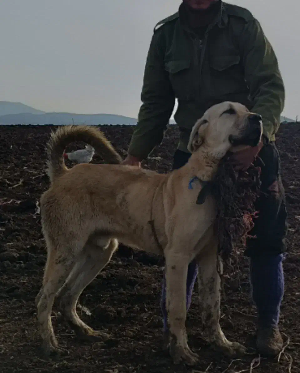 توله پژدر عراقی|سگ|دیلمان, |دیوار