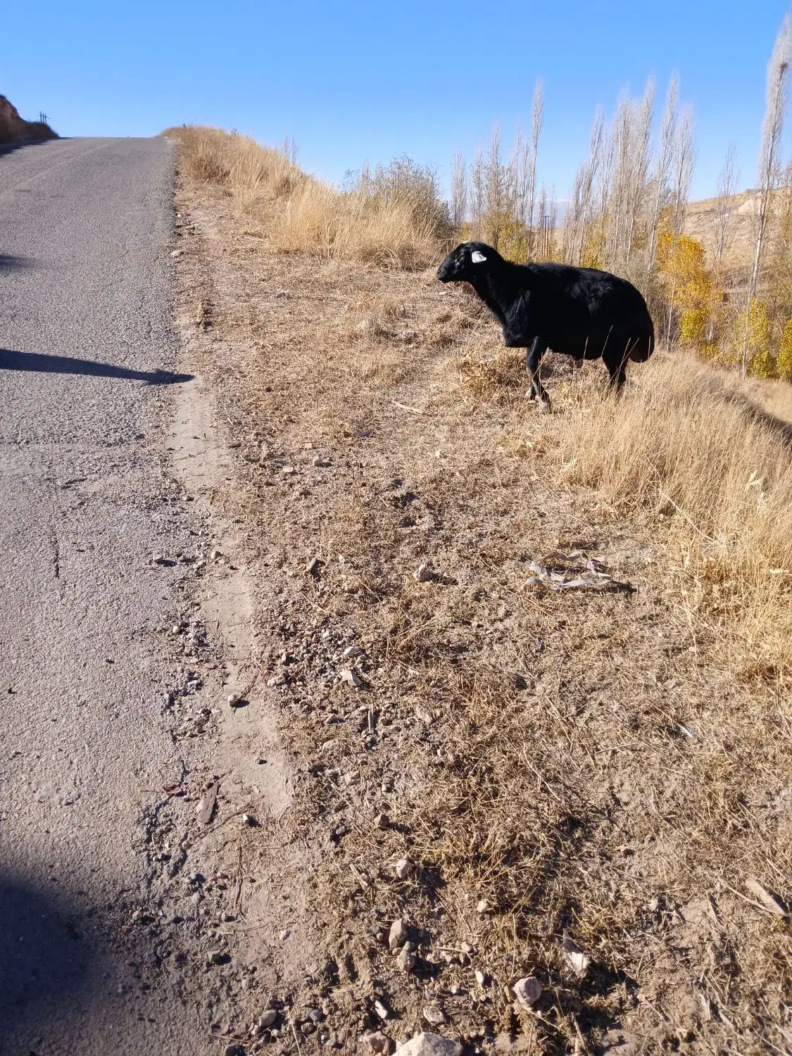 ۶۱۰۰۰۰۰۰|حیوانات مزرعه|زنجانرود, |دیوار