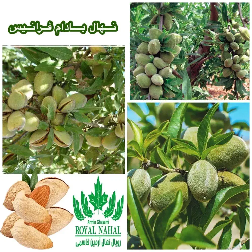 فروش نهال بادام فرانیس پوست کاغذی|خدمات باغبانی و درختکاری|میاندوآب, |دیوار