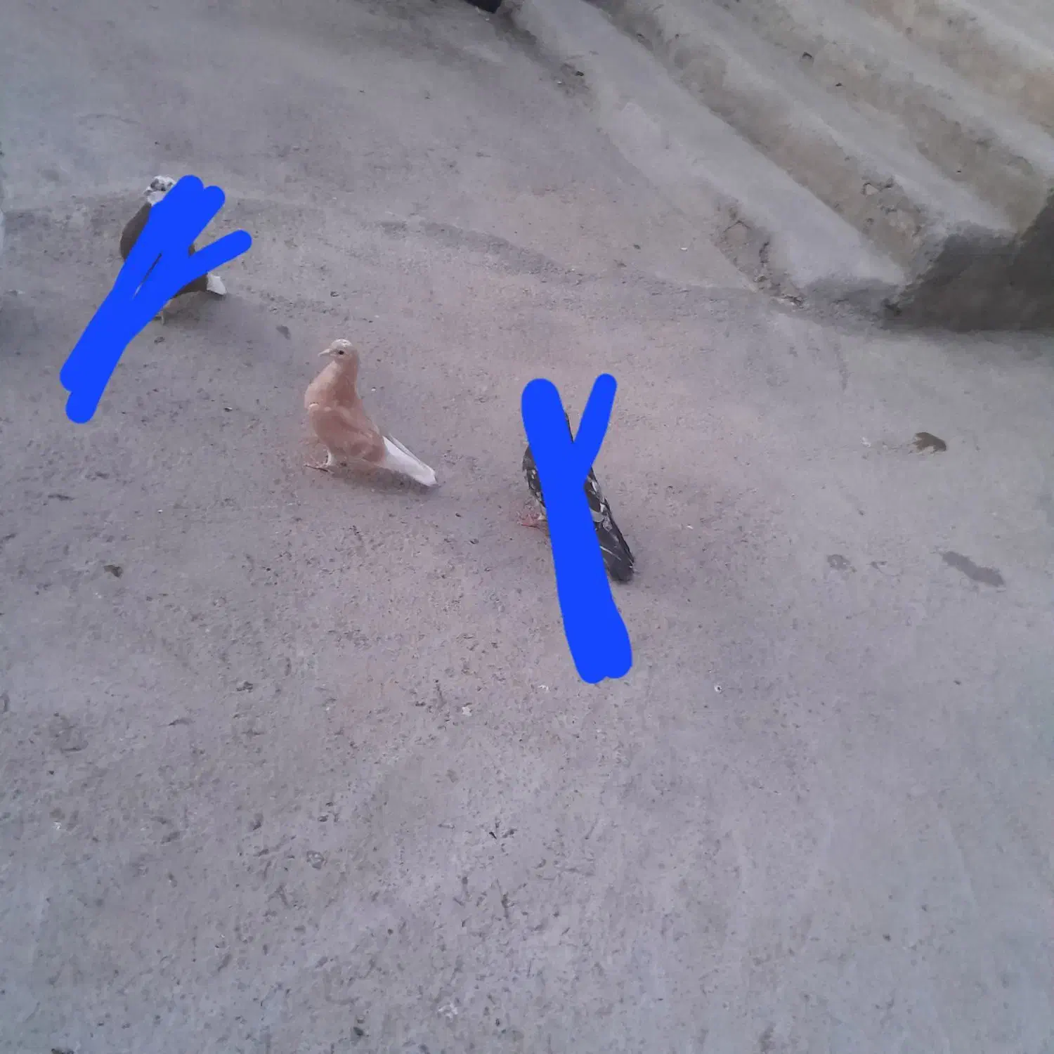 دوتا جوجه زرد تضمینی|پرنده|شوط, |دیوار