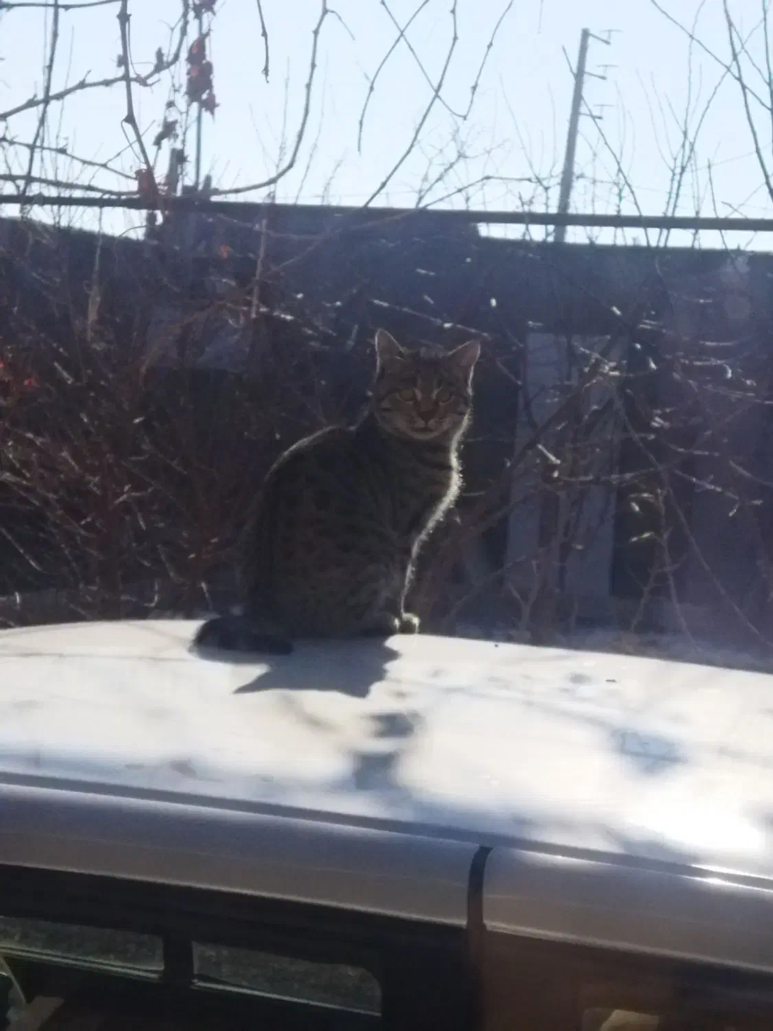 گربه|گربه|باسمنج, |دیوار