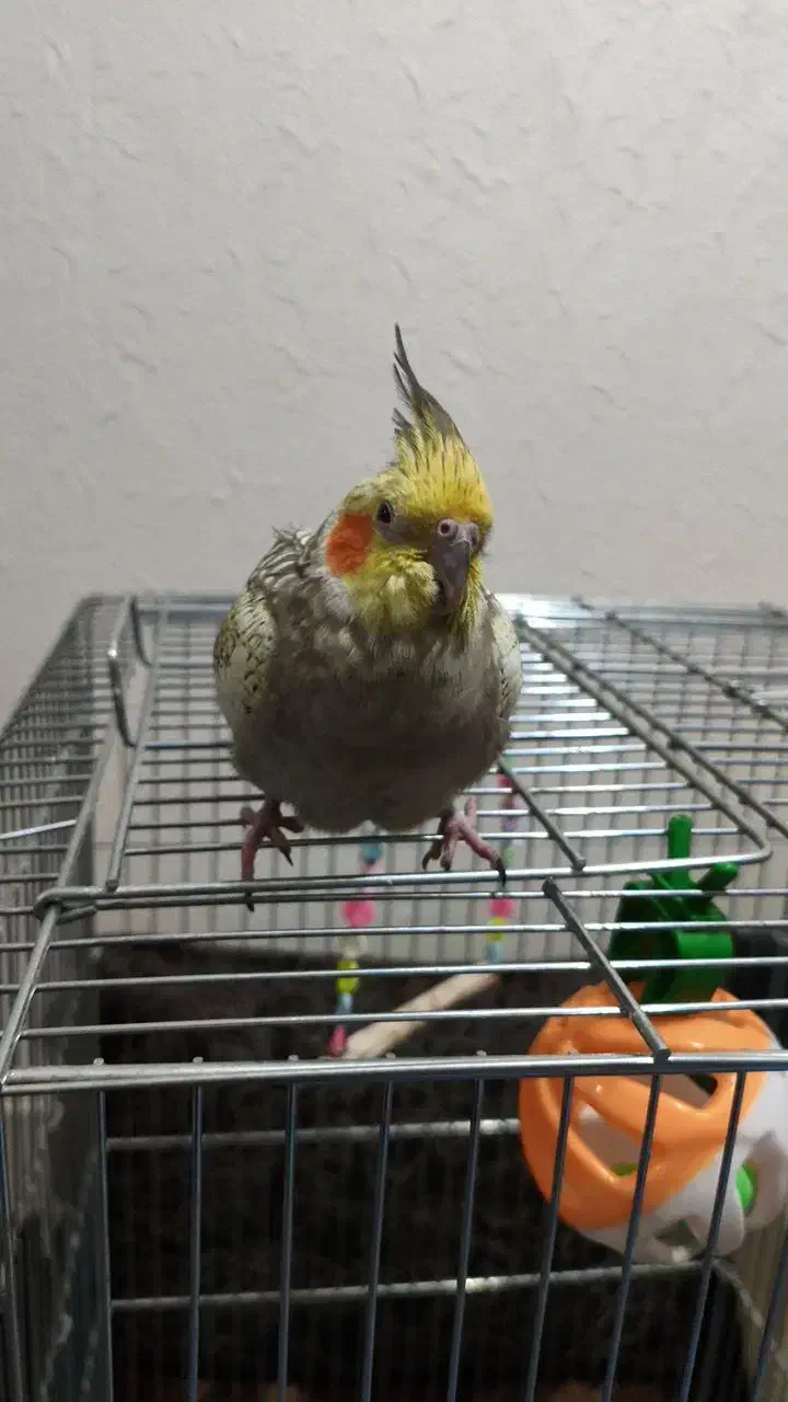 عروس هلندی دستی|پرنده|شاهین‌شهر, فردوسی|دیوار