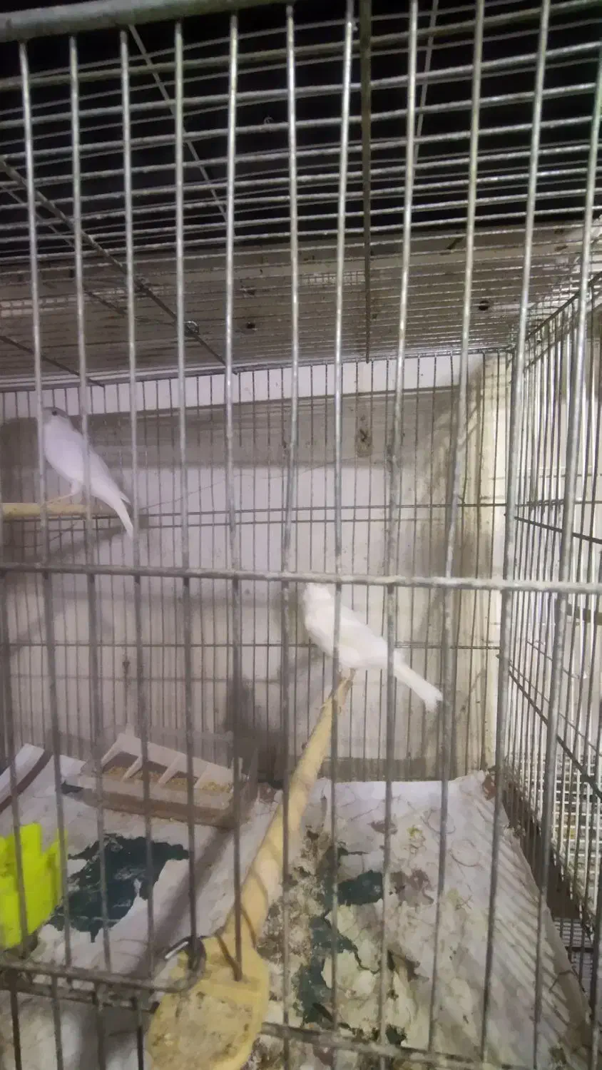 پرنده|پرنده|سلامی, |دیوار