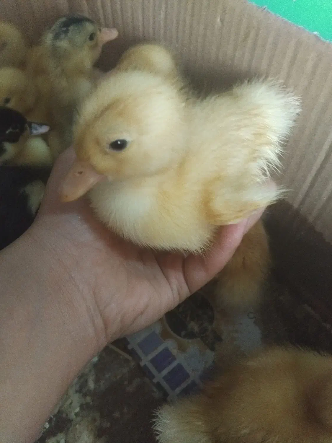 جوجه اردک|حیوانات مزرعه|ماهدشت, |دیوار