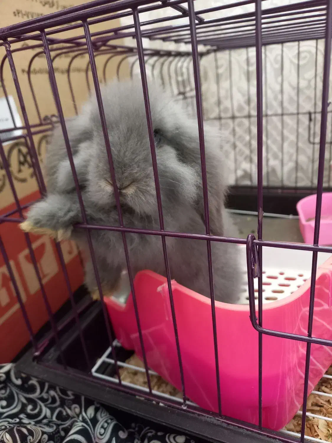 خرگوش عروسکی فرانسوی|موش و خرگوش|رباط‌کریم, رباط‌کریم|دیوار