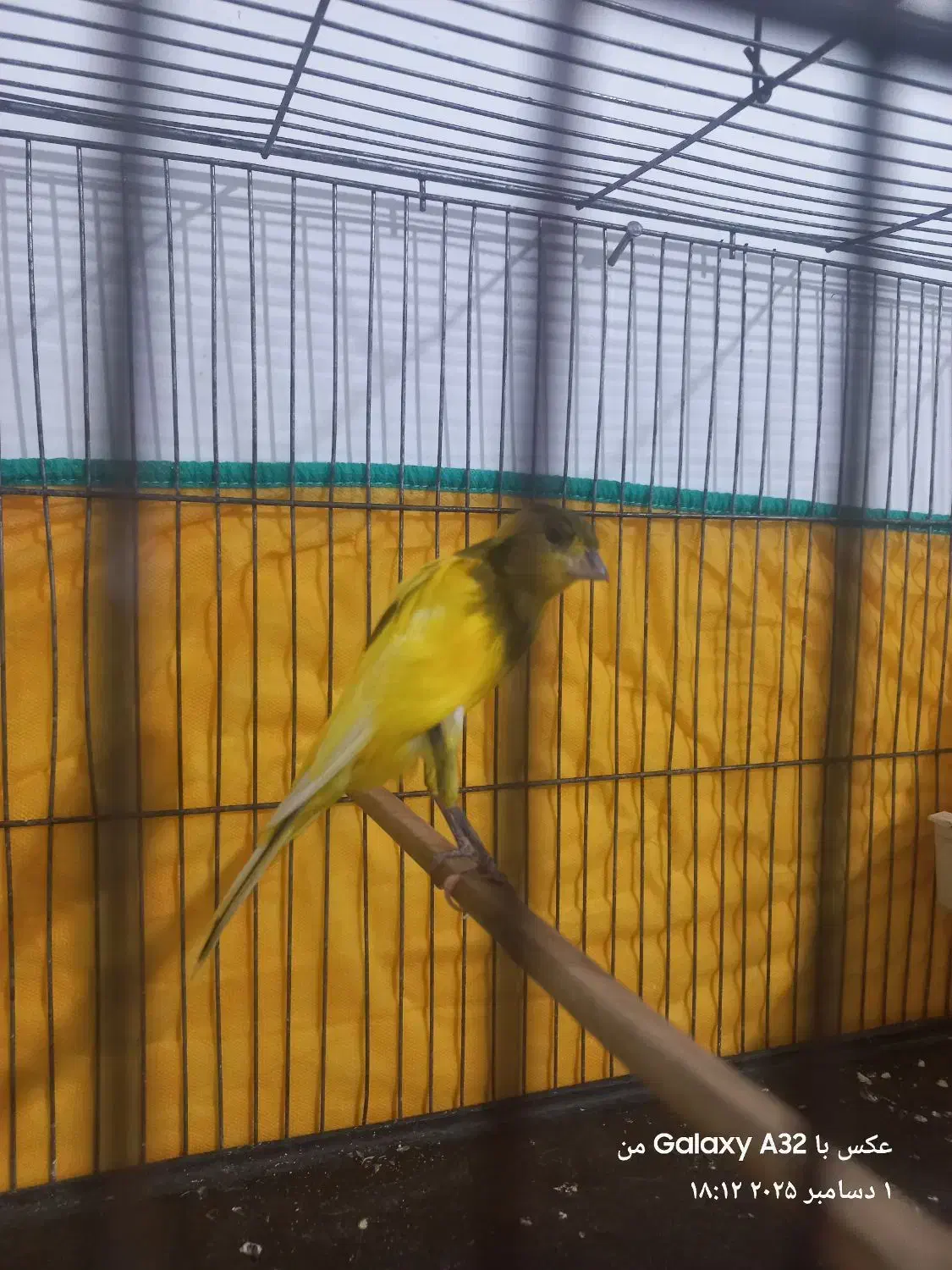 قناری نر ابلغ|پرنده|مرودشت, ثبت احوال|دیوار