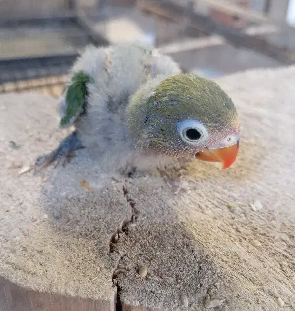 جوجه سرلاکی طوطی کوتوله حلقه به پا|پرنده|شیراز, گل سرخ|دیوار