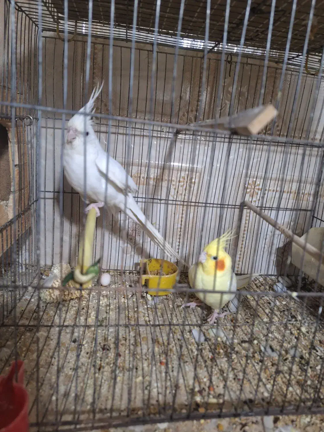 عروس هلندی|پرنده|اهواز, کیانپارس |دیوار