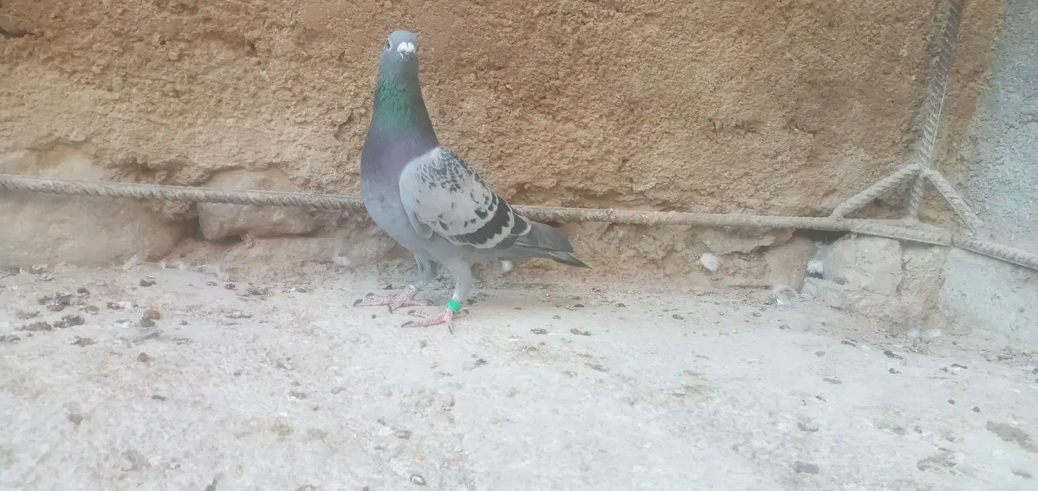 نردرجه یک هوایی|پرنده|بوشکان, |دیوار