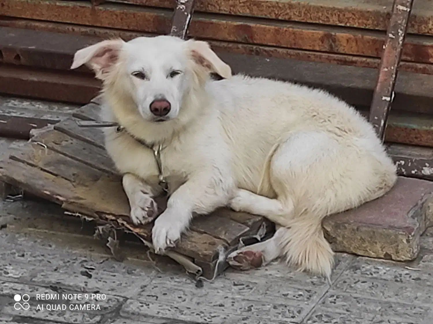 سگ پاکوتاه|سگ|گرگان, |دیوار