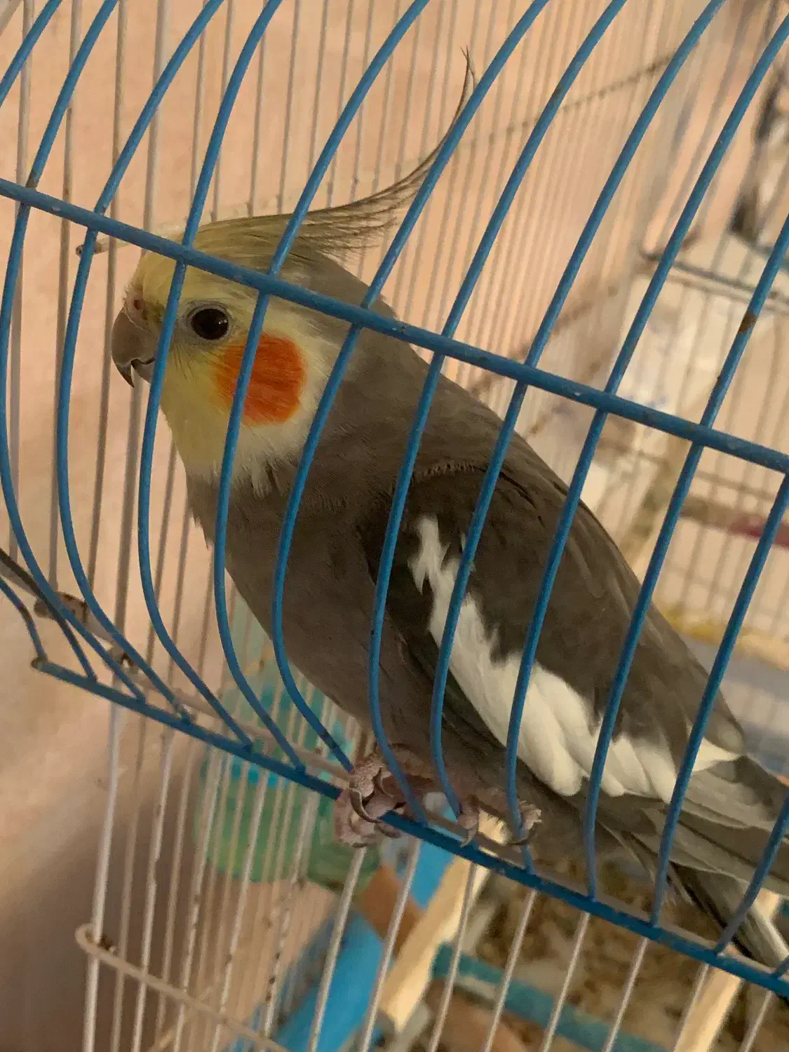 عروس هلندی|پرنده|بندر دیر, |دیوار