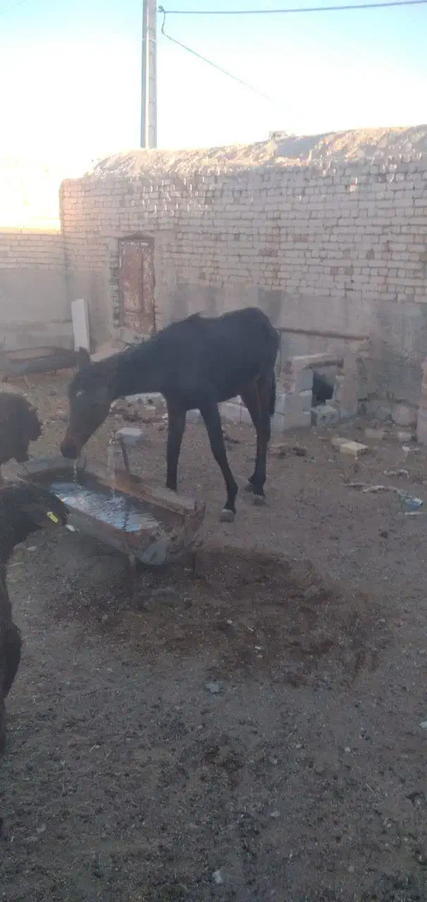 فروش اسب و کره به شرط سواری|اسب و تجهیزات اسب‌سواری|دهق, |دیوار