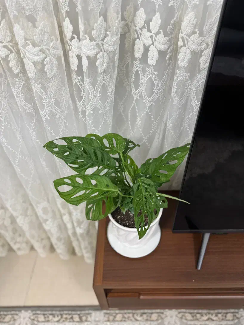 گل پتوس حصیری|گل و گیاه طبیعی|ارومیه, |دیوار