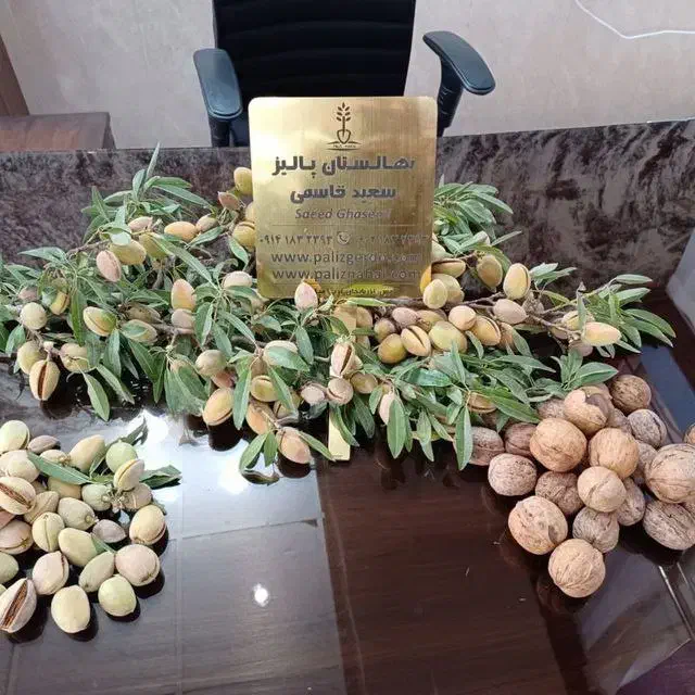 نهالستان انواع رقم گردو و بادام پربار پالیز|خدمات باغبانی و درختکاری|شهرکرد, |دیوار