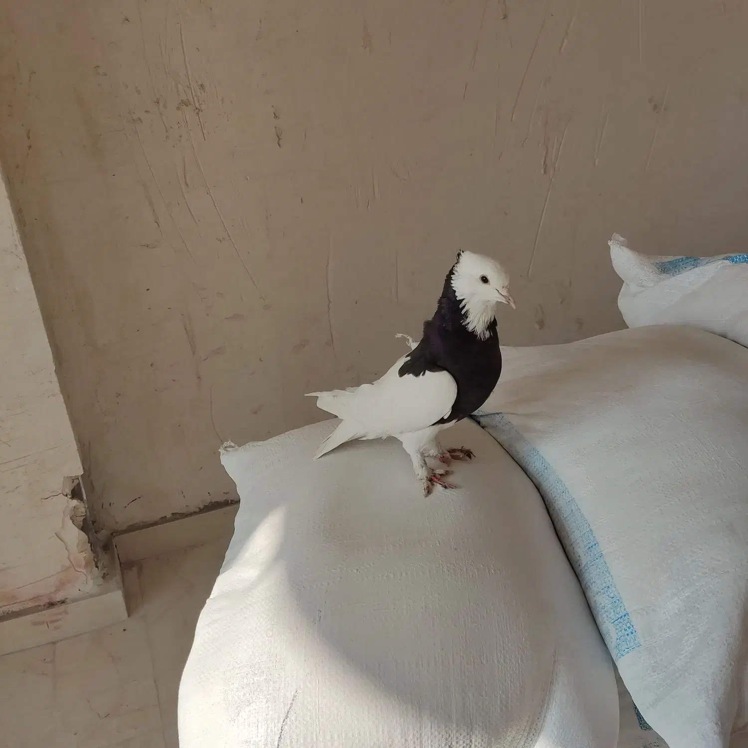 کفتر بوینی کلفع|پرنده|اردبیل, |دیوار