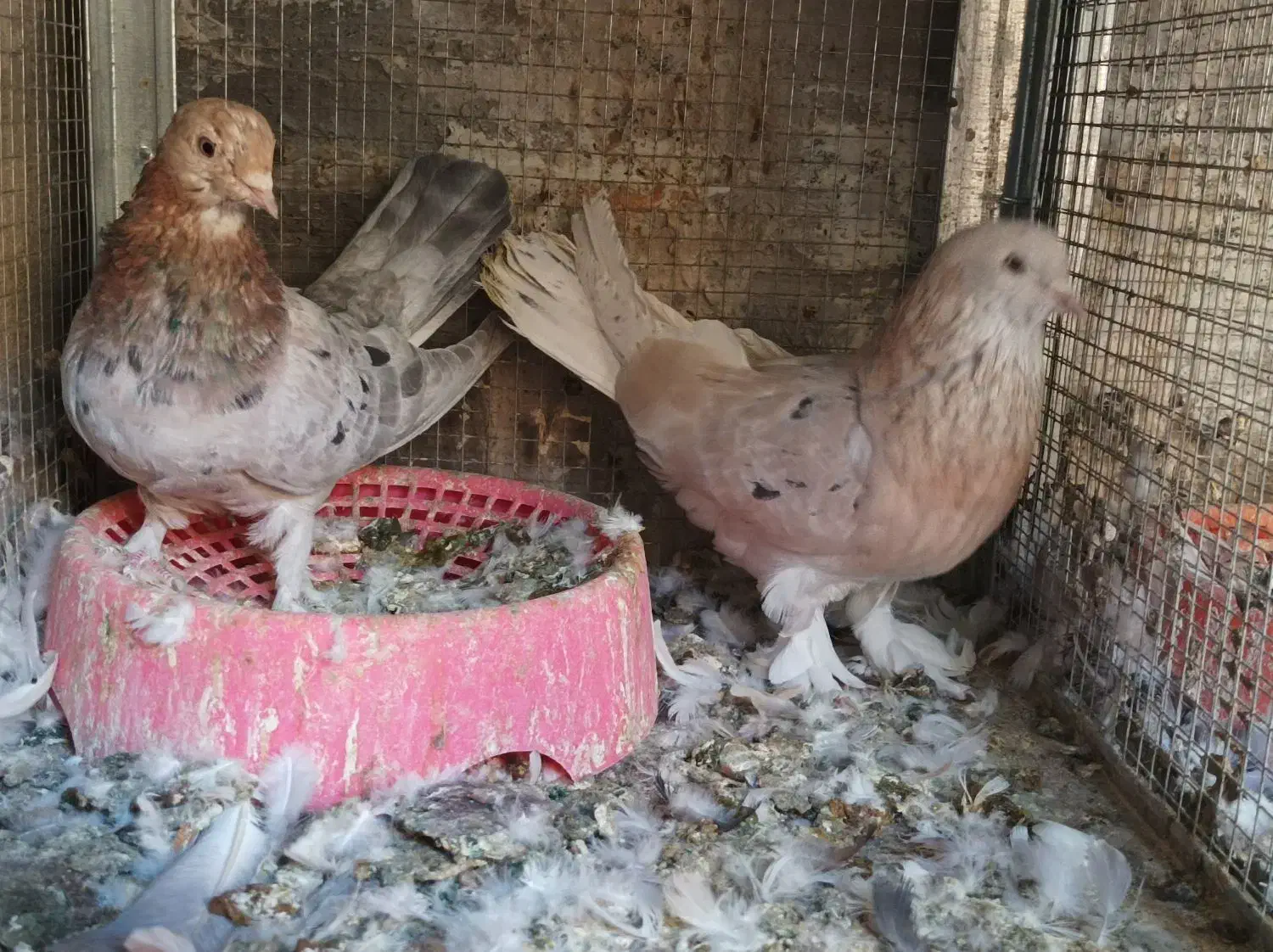 کبوتر سرور بزن|پرنده|زرقان, |دیوار