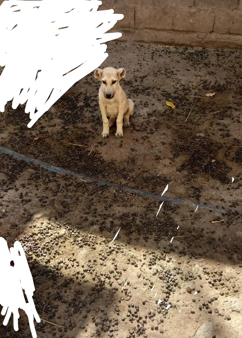 واگذاریتولهماده|سگ|نیر (اردبیل), |دیوار