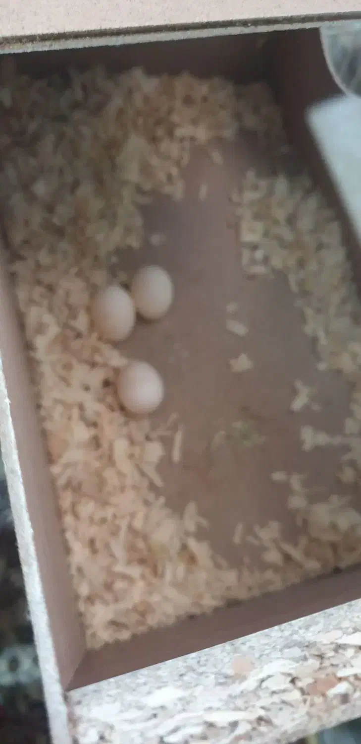 عروس هلندی|پرنده|مشهد, نیزه|دیوار