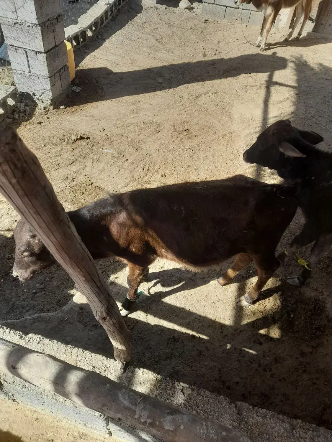 گوساله فروشی|حیوانات مزرعه|میناب, |دیوار