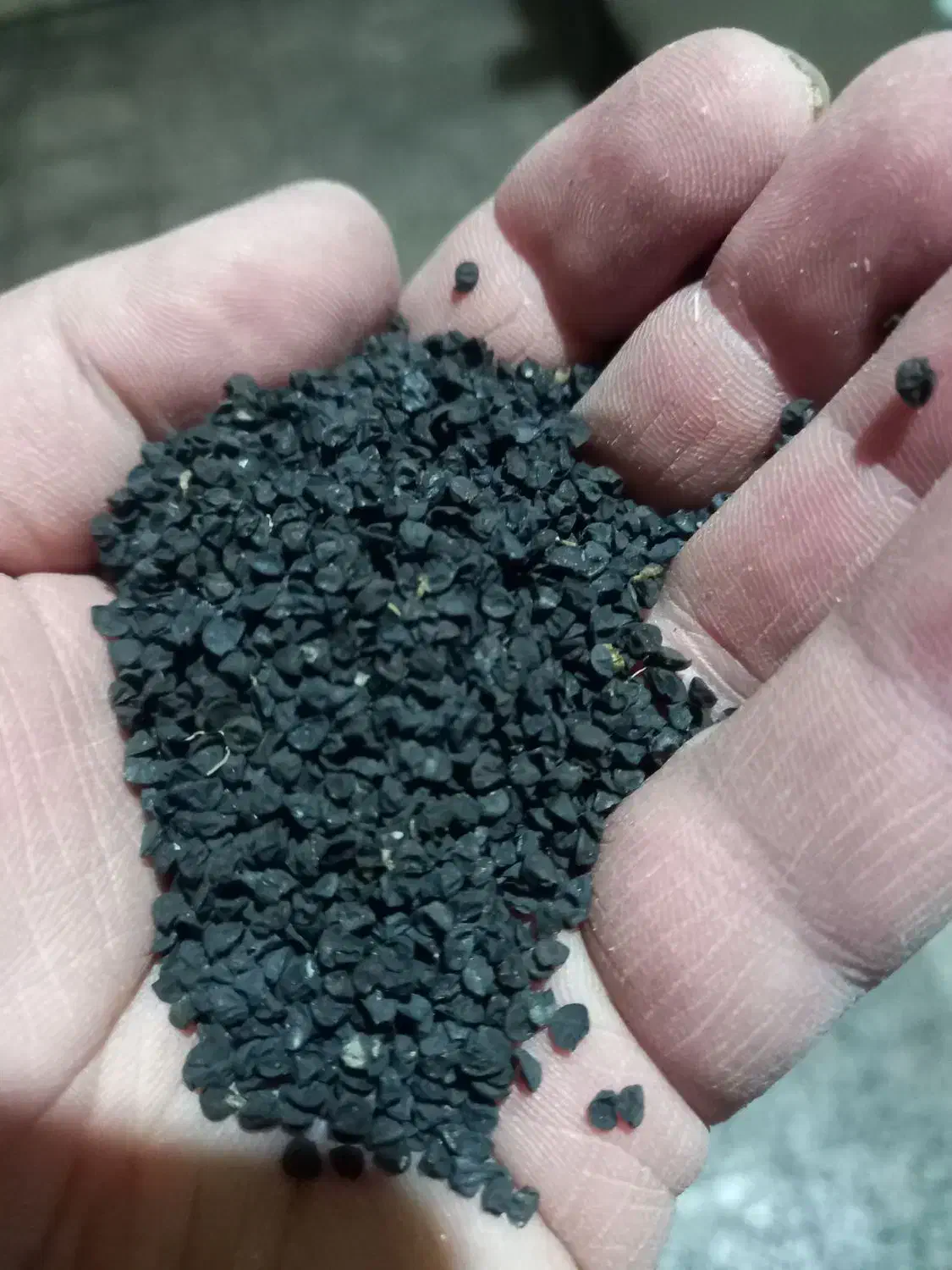 بذر پیاز خودمونی|گل و گیاه طبیعی|آباده, |دیوار