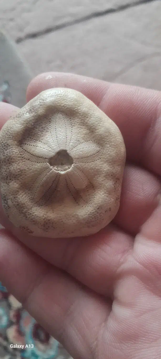 فسیل ستاره دریایی بسیار کم یاب و خاص|کلکسیون اشیاء عتیقه|فشم, |دیوار