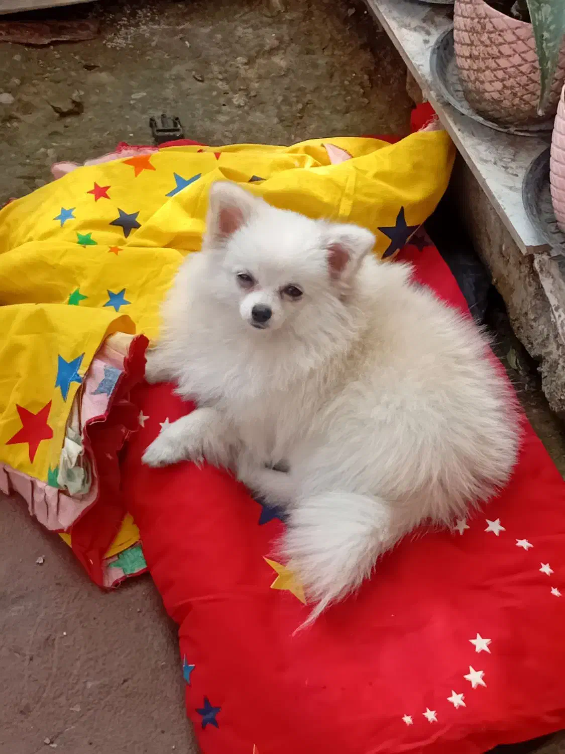 سگ پامرین خرسی ماده|سگ|قائم‌شهر, |دیوار