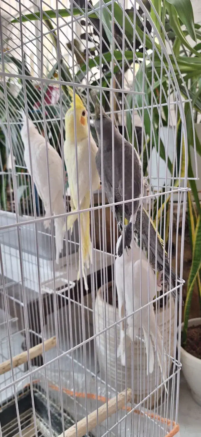 عروس هلندی|پرنده|مشهد, دانشجو|دیوار