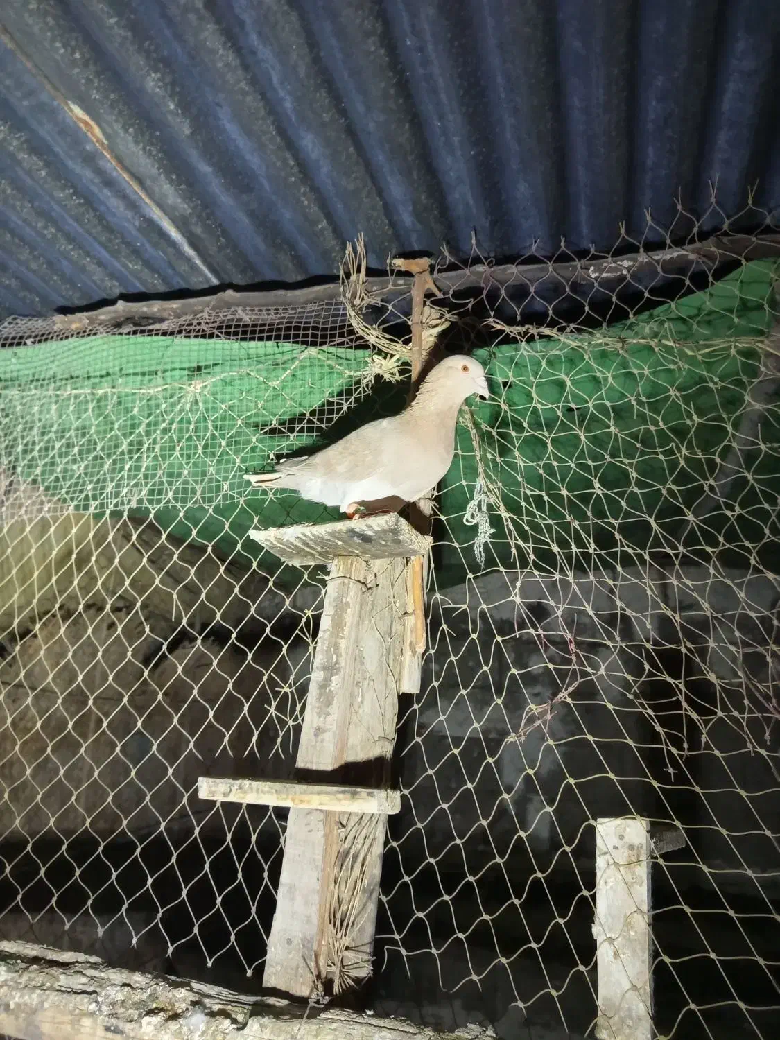 کبوتر|پرنده|برازجان, |دیوار