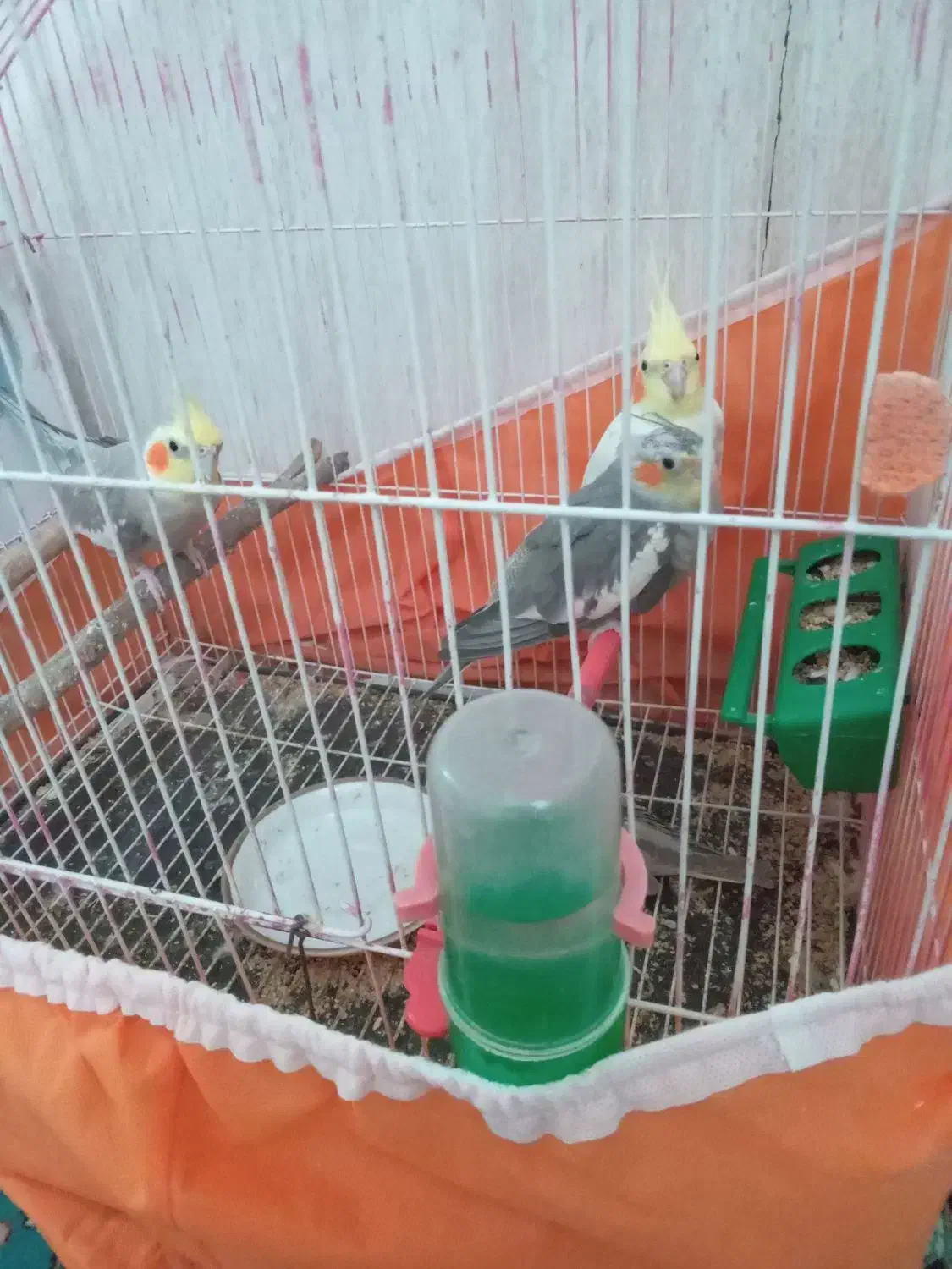 عروس هلندی لوتینوی|پرنده|سبزوار, غرب نیروگاه|دیوار