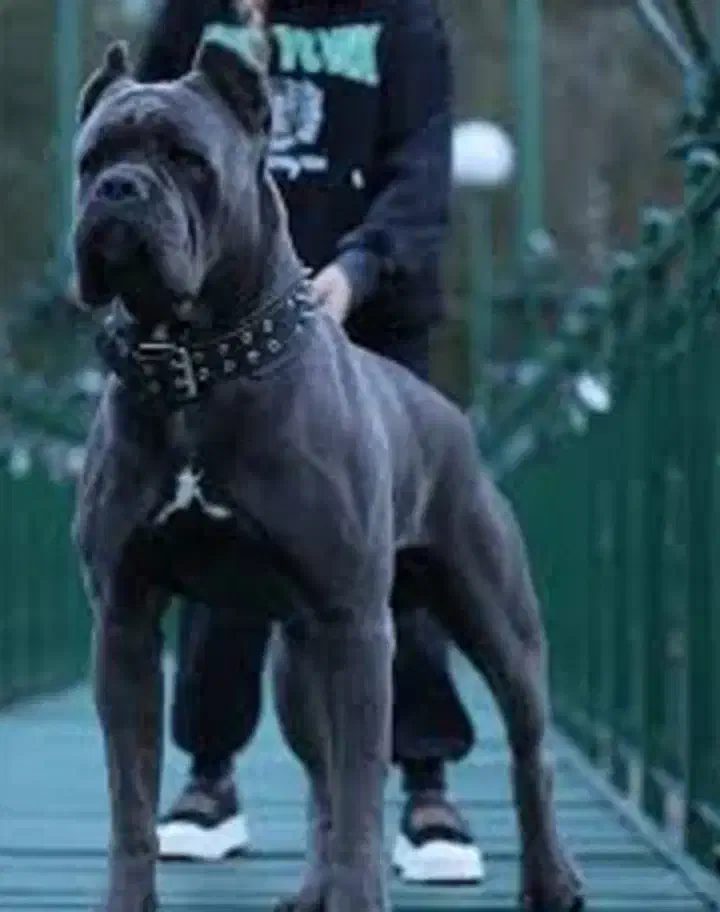 گارد قدرتمند کنکورسو سگ قلدر و عضلانی و درشت جثه|سگ|تهران, دربند|دیوار