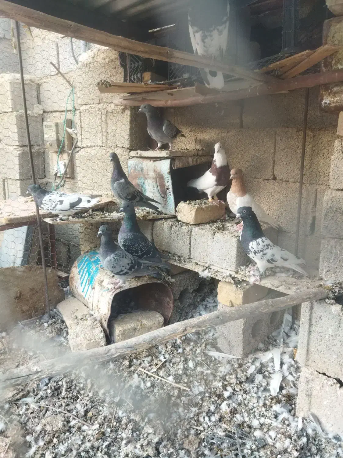 فروش هفت تا کفتر پلاکی بدرد بخور فیروز آباد|پرنده|شیراز, اکبر آباد|دیوار