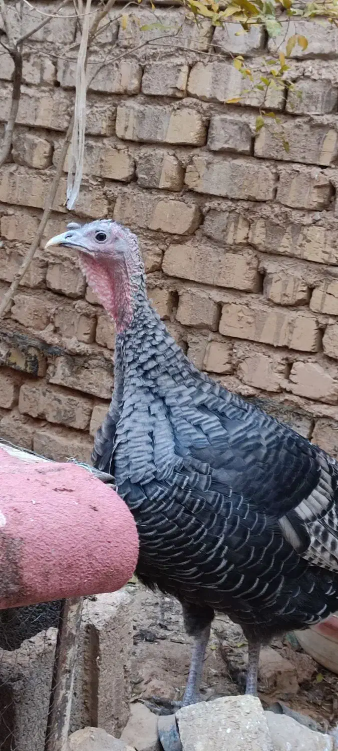 بوقلمون،خروس محلی،مرغ و خروس سلطان|حیوانات مزرعه|شیراز, شهرک قمشه|دیوار