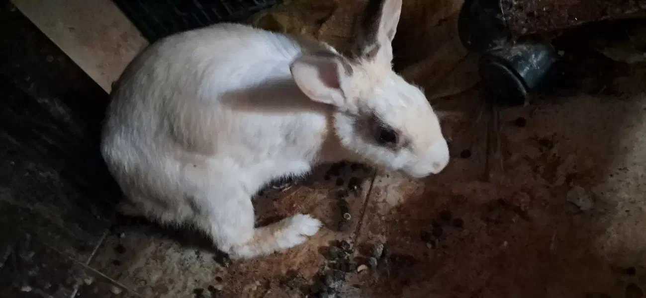 خرگوش|موش و خرگوش|کرمانشاه, |دیوار