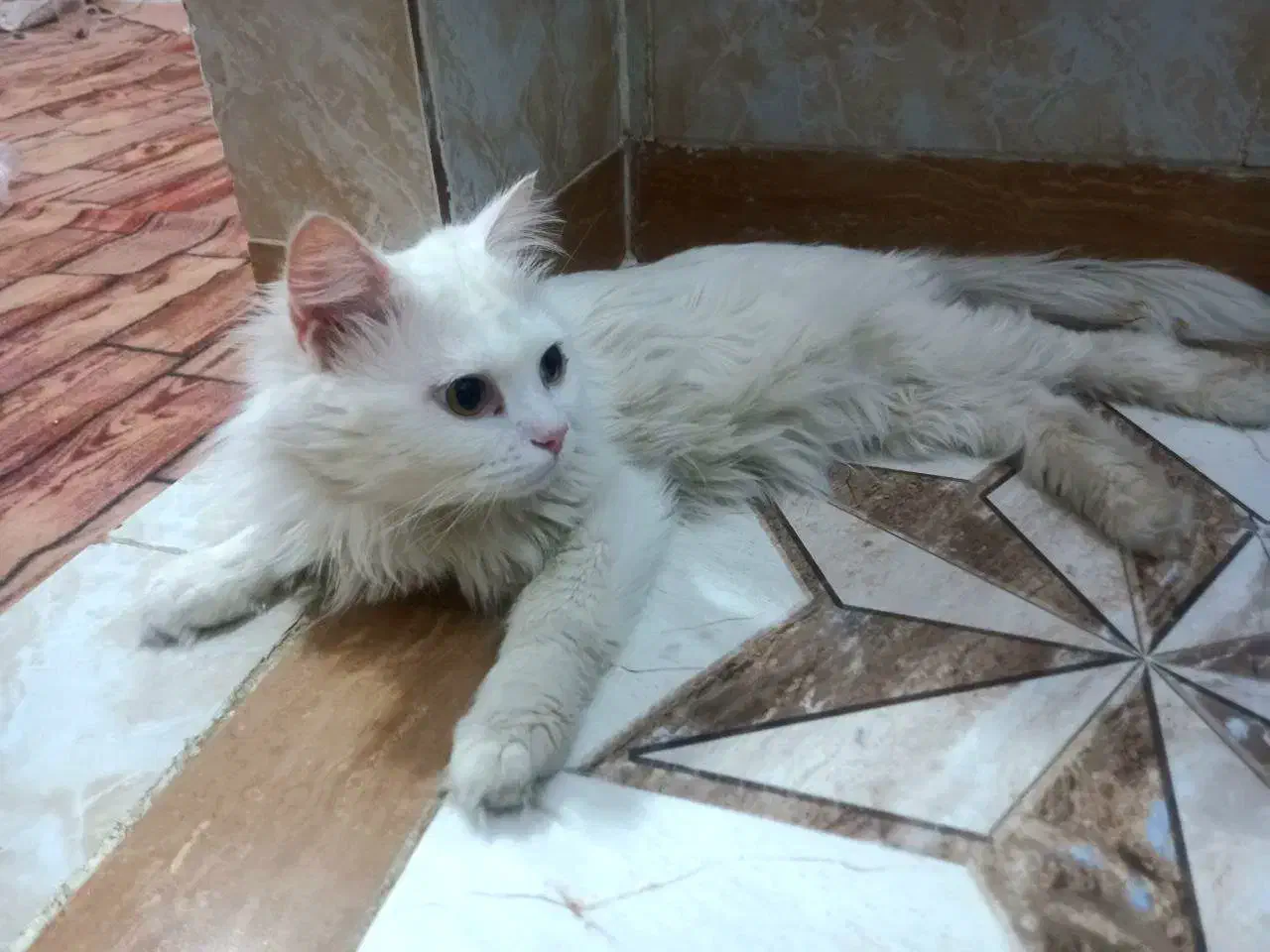 واگذاری گربه ۲ ماهه نژاد بریتیش|گربه|میاندوآب, |دیوار