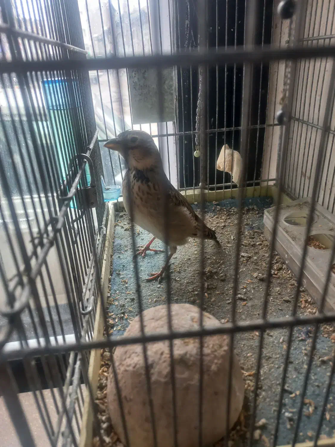 سهره خاکی نر|پرنده|اردبیل, |دیوار